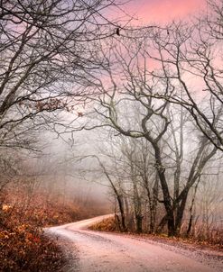 Early Winter Light in the Trees