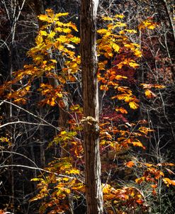 Golden Oak in the Forest