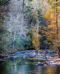 Magical Stream in the Forest