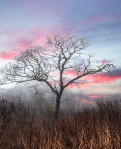 The Magic of Sunset