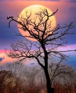 Tree in the Moon Appalachian Trail