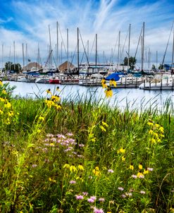 Wildflowers at the Harbor