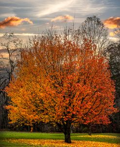 The Beauty of Maple Trees