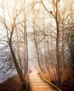 Foggy Morning Walk