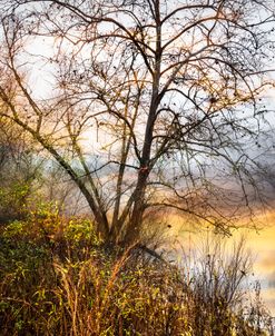 Morning Colors of Winter