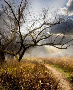 Sunrays on the Trail