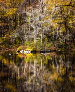 White in Beautiful Fall Colors