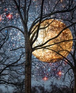 Winter Trees under a Full Moon