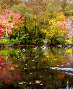 Autumn Palette of Color Panorama