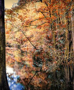 Cypress Marsh Autumn Reflections Highlands Hammock