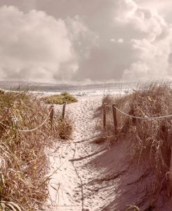 Sandy Path through the Soft Dunes