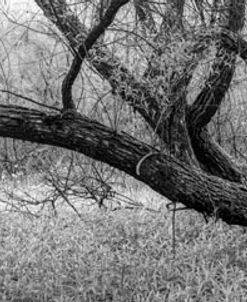 Reaching Out Over the Meadow Black and White