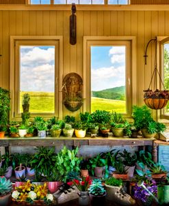 Plants in the Vineyard Greenhouse Window