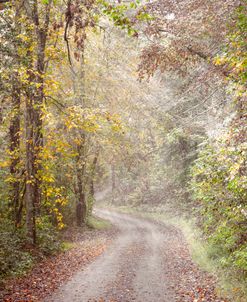 Sunlit Autumn Misty Trails II