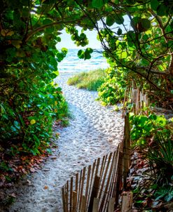 Summer Sand Dunes