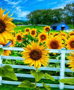 Sweet Summer Sunflowers