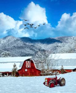 Winter Reds and Whites