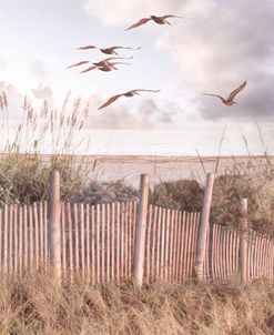 Sailing Over the Beach Dunes