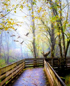 Geese on the Trail through Forest Woodlands