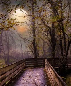 Trail through Forest Nightfall Woodlands