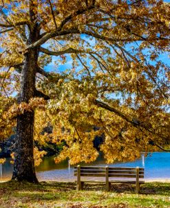 Waiting Under the Old Oak Tree