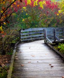 Walk into Autumn Beauty