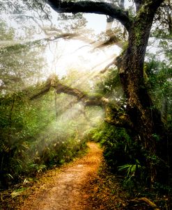 Little Talbot Island Sunlit Trail