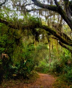 Little Talbot Island Trail