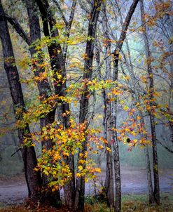 Foggy Mountain Morning