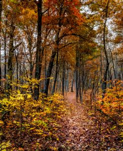 Trail Above the Lake Smoky Mountains