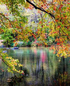 Branches On the Edge of the River