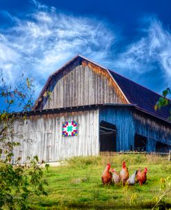 Chickens at the Farm Barn