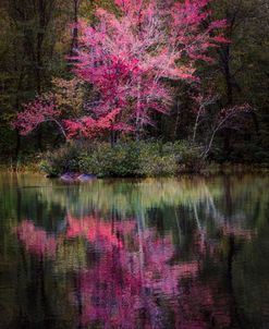 Dogwood Tree on the Evening River’s Edge