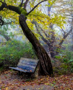 Forest Embrace