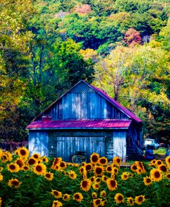 Old Wood Barn in Sunflowers