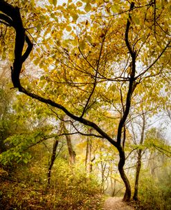 Reaching Upwards into Autumn