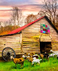 Goats at the Old Wood Barn