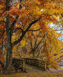 Mulberry Tree over the Autumn Boardwalk