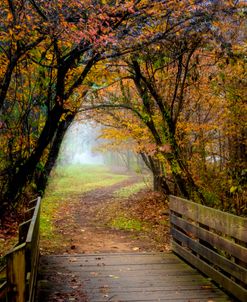 Walk into the Misty Morning