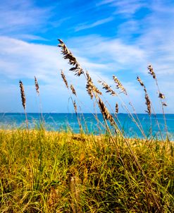 Sea Breezes on the Dunes