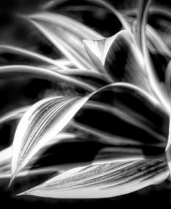 Creative Botanicals Black and White