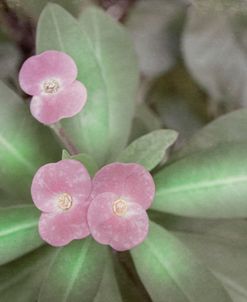 Garden Crown of Thorns