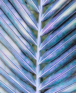 Garden Palm Fronds