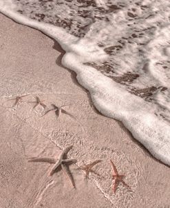 Starfish in the Surf Cottage Hues