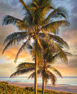 Coconut Palm Trees