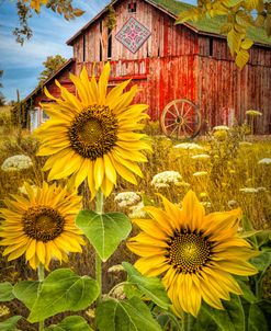 Golden Sunflowers Red Barn
