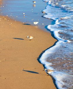 Shadows in the Beach Sand