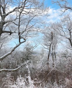 Icy Forest Trees