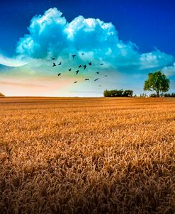 Fields in Early Evening Nightfall