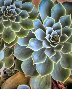 Garden Succulent Botanicals II